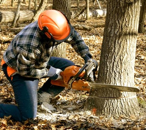 Tree Removal in Sweetser, IN